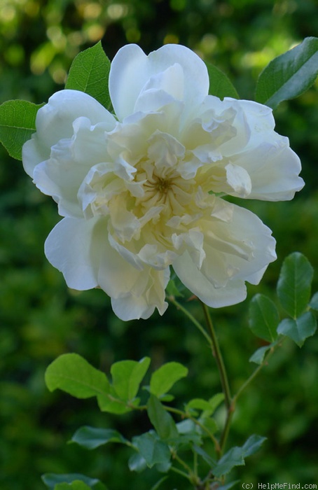 'Alba Odorata' rose photo