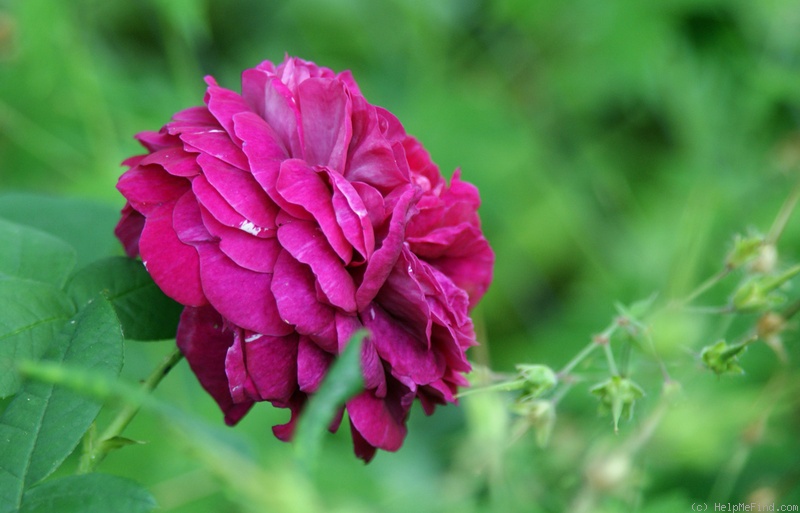'Mrs Yamada' rose photo