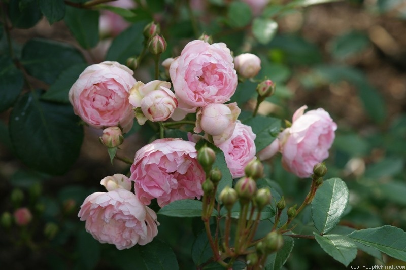 'Andikó' rose photo