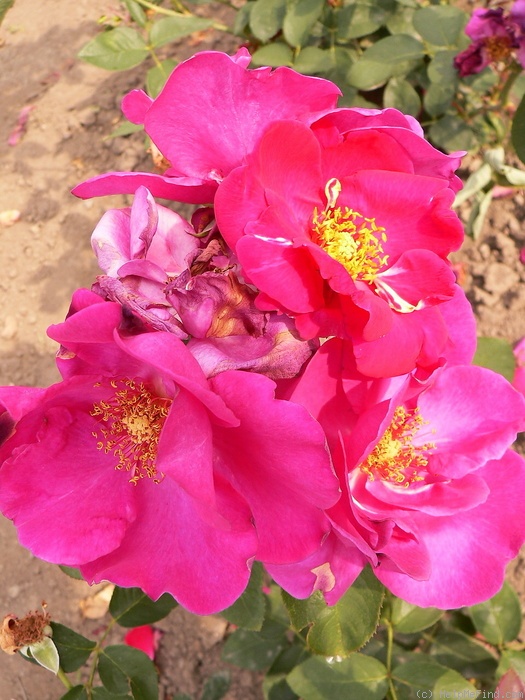 'LEGnews' rose photo