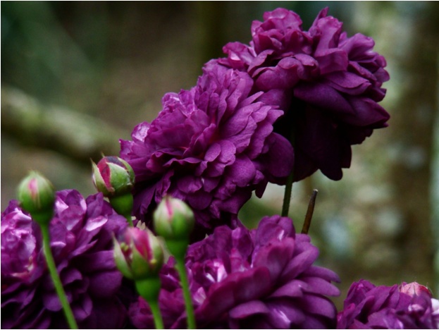 'Cardinal de Richelieu (Hybrid China, Parmentier, pre 1847)' rose photo
