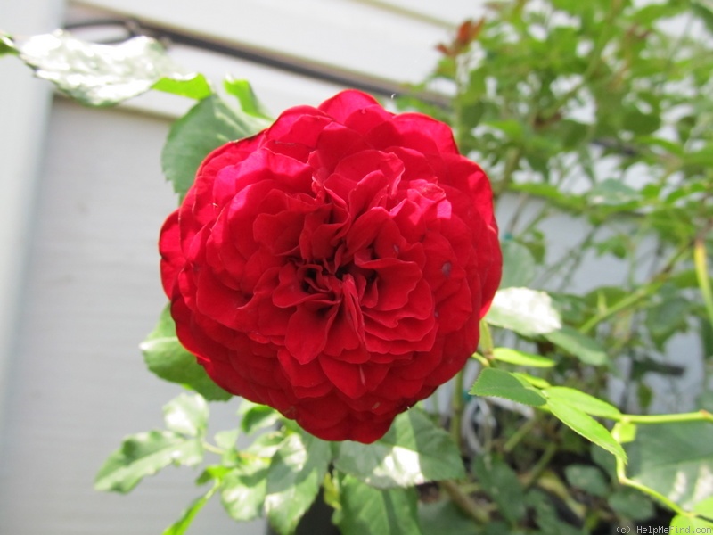 'Pied Piper' rose photo