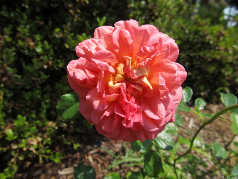'Christopher Marlowe' rose, click to enlarge 'Christopher Marlowe' rose photo