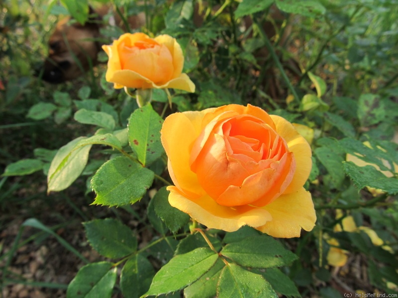 'South Africa' rose photo