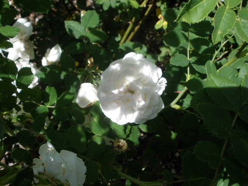 'Madame Plantier (alba-noisette hybrid, Plantier, 1835)' rose photo