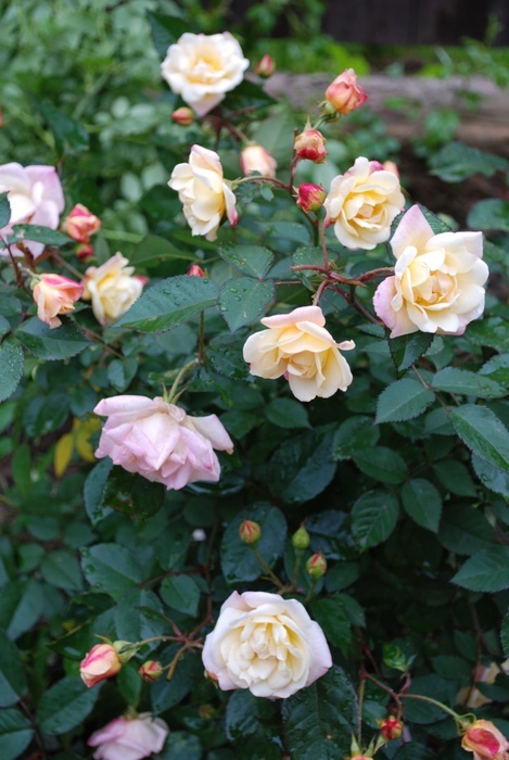'Apricot Bells' rose, click to enlarge 'Apricot Bells' rose photo