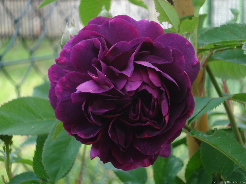 'Cardinal de Richelieu (Hybrid China, Parmentier, pre 1847)' rose photo