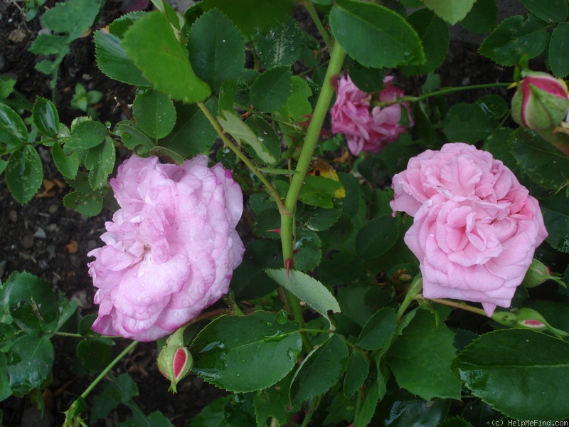 'May Queen (Rambler, Van Fleet, 1898)' rose photo