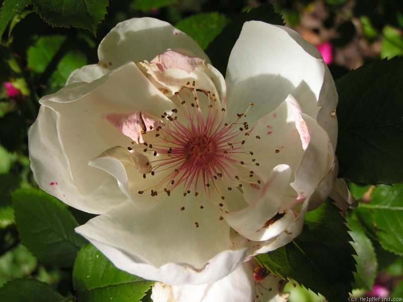 'Jacqueline du Pré (shrub, Harkness before 1986)' rose photo