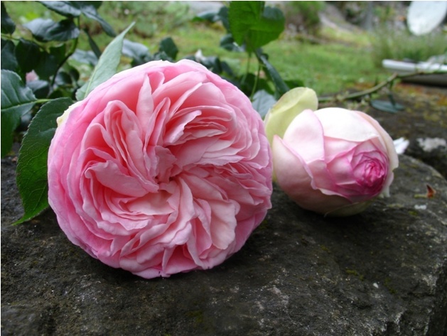 'Blushing Pierre de Ronsard' rose photo