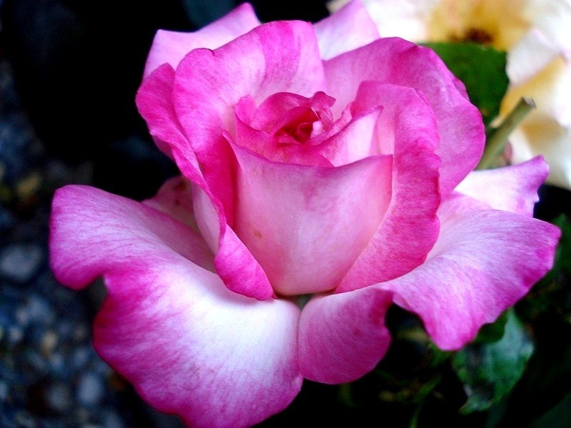 'Pascal Sevran ®' rose photo