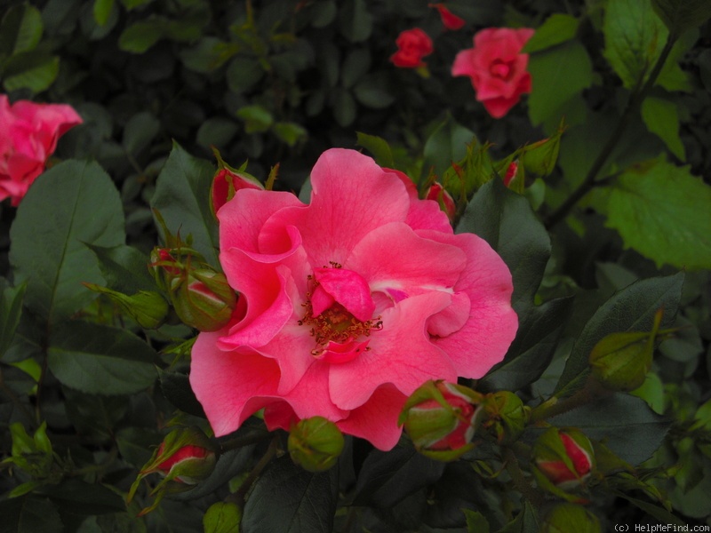 'Alicja' rose photo
