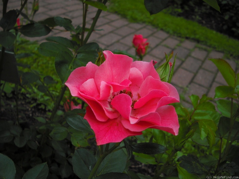 'Alicja' rose photo