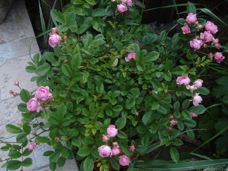 'Amade László' rose photo