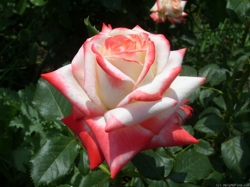 'Empress Farah' rose photo