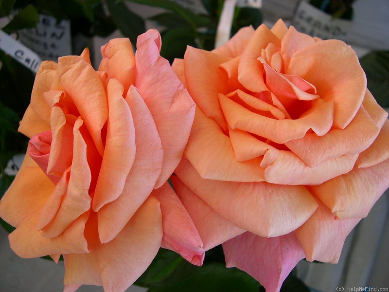 'Paco Rabanne ®' rose photo