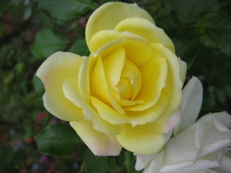 'Vanilla Meidiland' rose photo