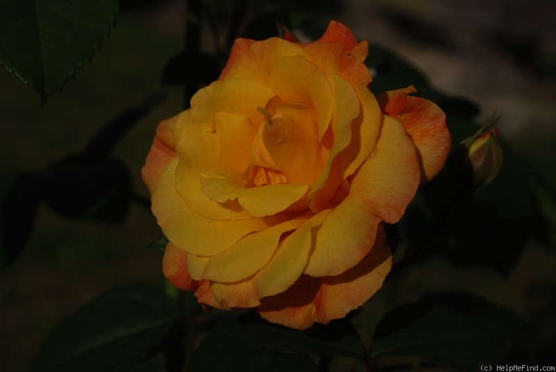 'Postillion ® (shrub, Kordes 1998)' rose photo