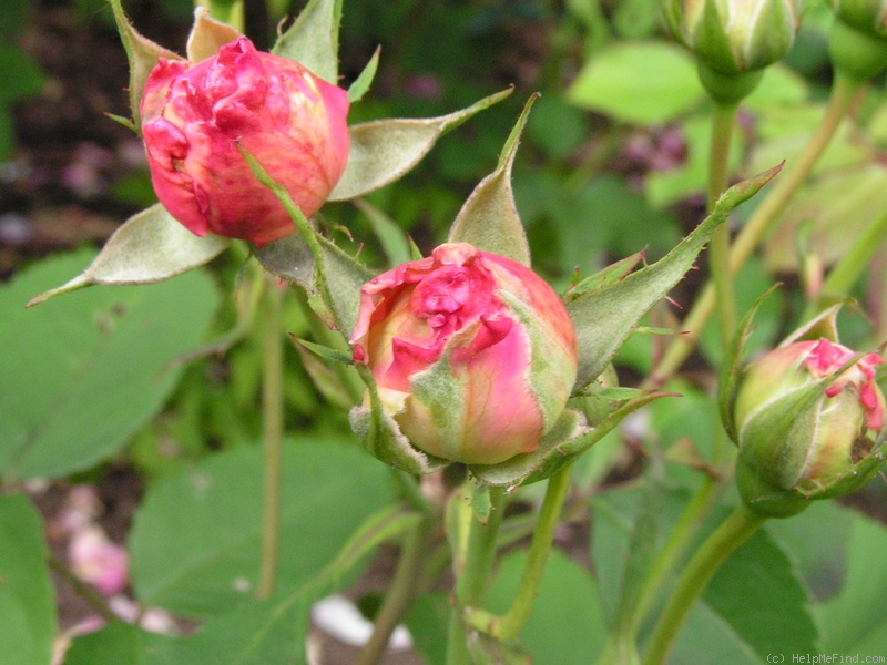 'Gruss an Aachen (Hybrid Tea, Hinner 1909)' rose photo