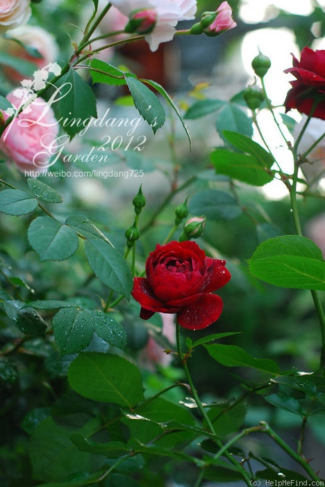 'Highgrove' rose photo