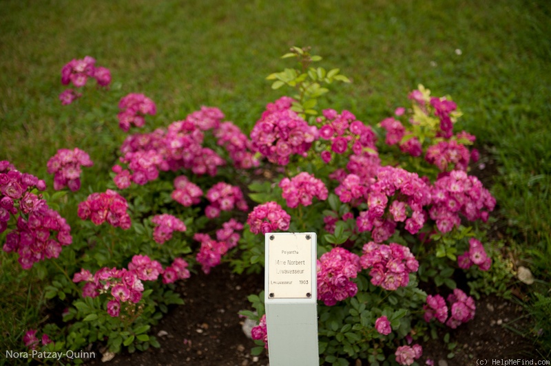 'Madame Norbert Levavasseur' rose photo