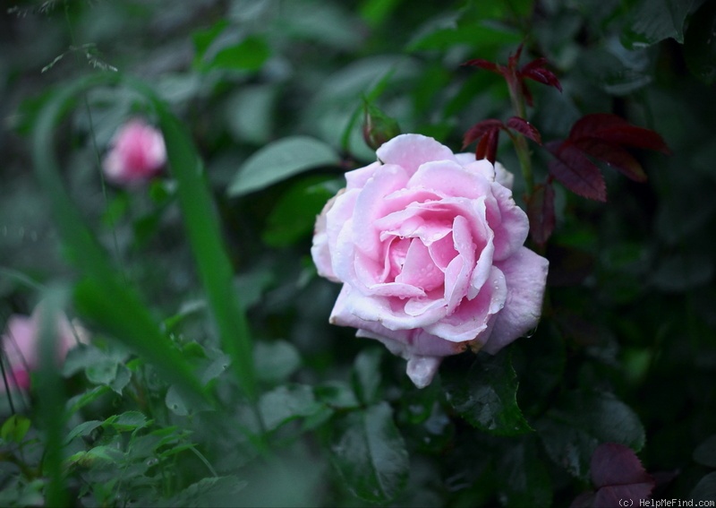 'Compassionate Friend (floribunda, Harkness, 1993)' rose photo