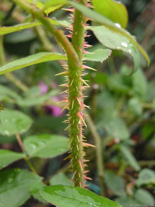 'William Lobb (Moss, Laffay 1855)' rose photo