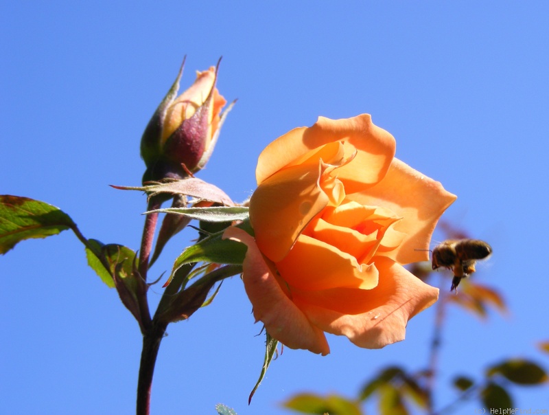 'Bridge of Sighs (Large Flowered Climber, Harkness, 2000)' rose photo