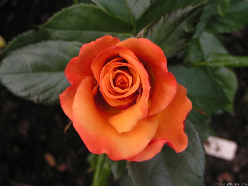 'Remember Me ® (hybrid tea, Cocker, 1979)' rose photo