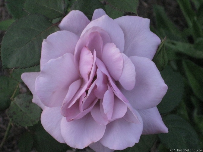 'Mirjam' rose photo