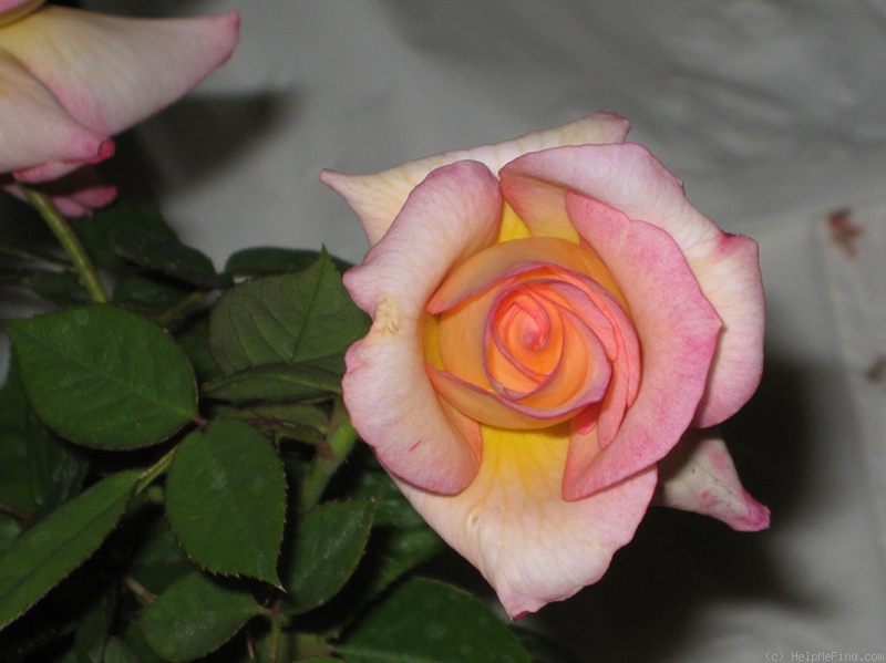 'Sweet Cheeks' rose photo