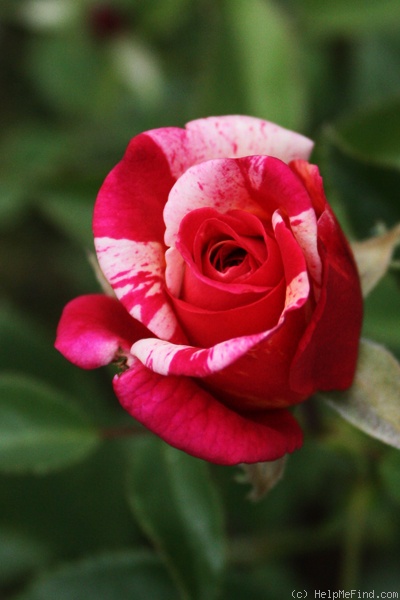 'Brocéliande ® (Hybrid Tea, Adam 2000)' rose photo