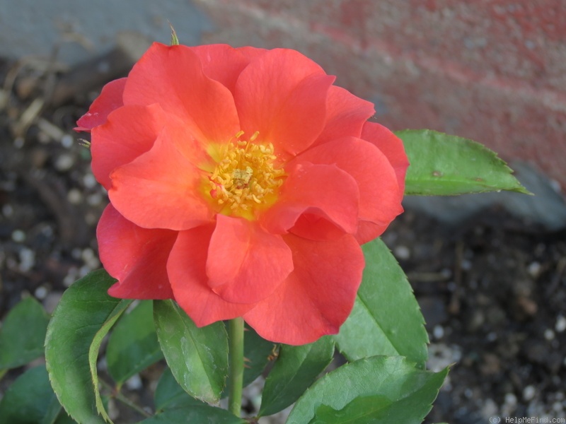 'Orangeade ®' rose photo