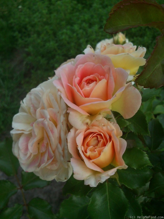 'Concerto 94' rose photo