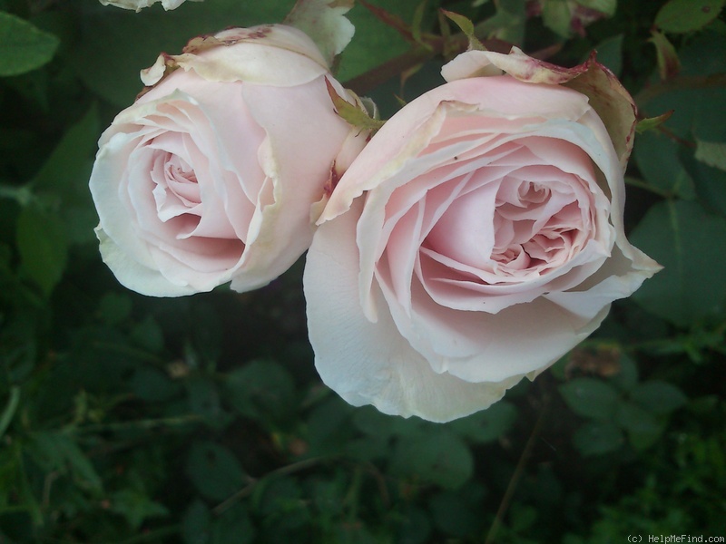 'Souvenir de la Malmaison' rose photo
