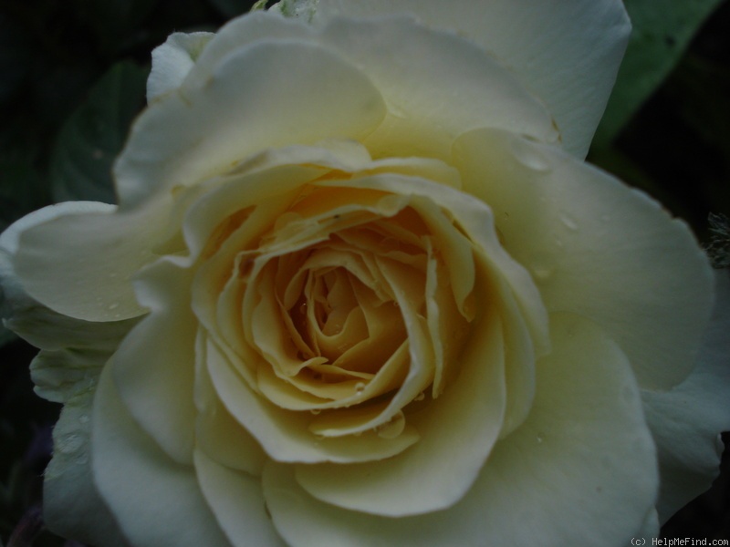 'Avalon (floribunda, Harkness 1996)' rose photo