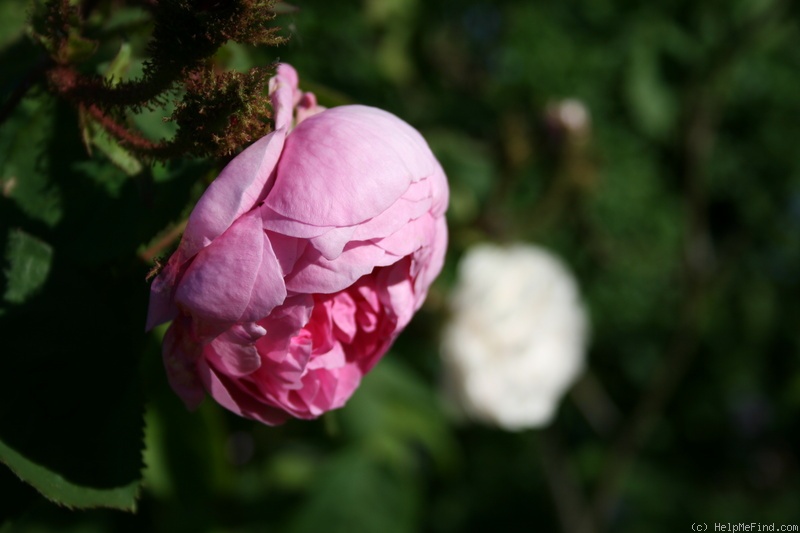 'Shailer's White Moss' rose photo