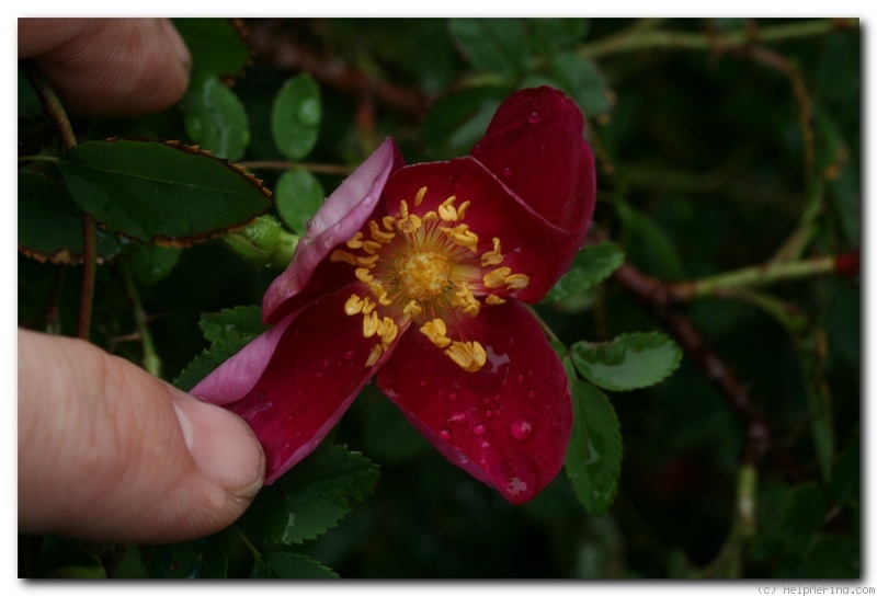 'Single Cherry' rose photo