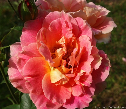 'Cardinal Mercier' rose photo