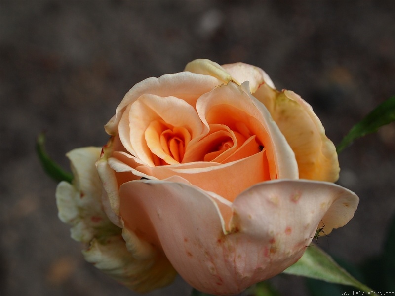 'Ceres (hybrid tea, Spek, 1922)' rose photo