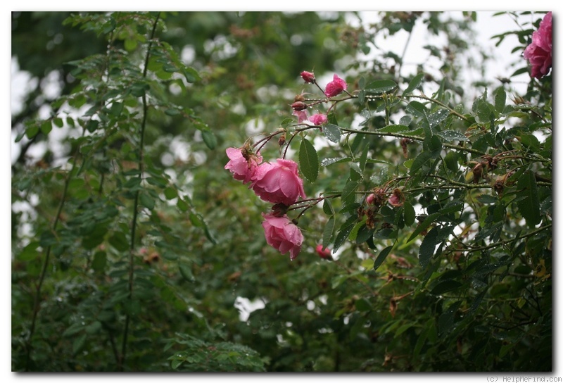 'Prairie Dawn' rose photo