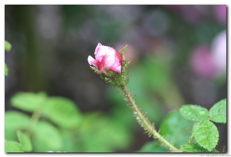 'Little Gem (moss, Paul, 1880)' rose photo