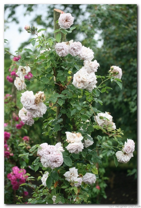 'Aschermittwoch (large flowered climber, Kordes, 1955)' rose photo