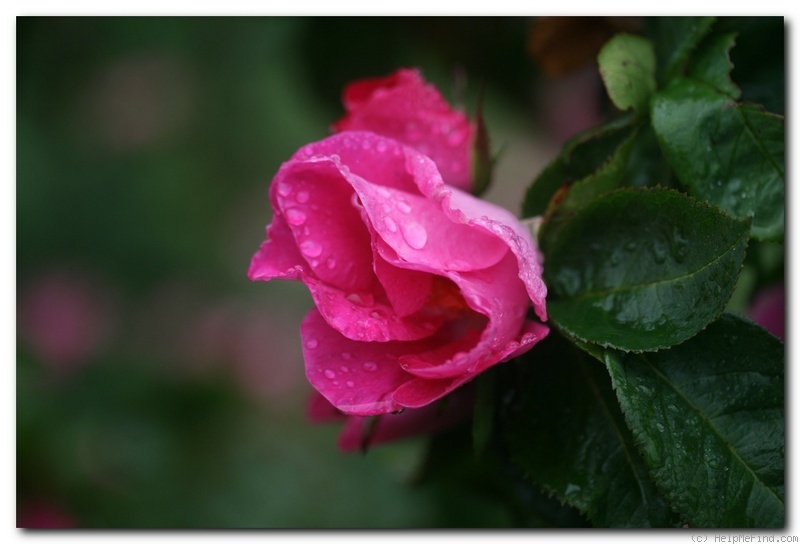 'Bizarre de Lens' Rose