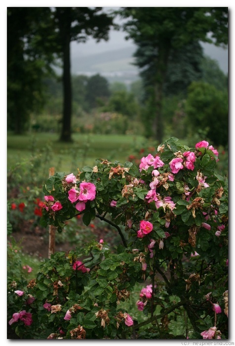 'Bizarre de Lens' rose photo