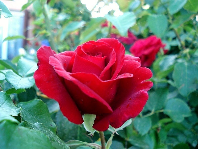 'Royal William' rose photo