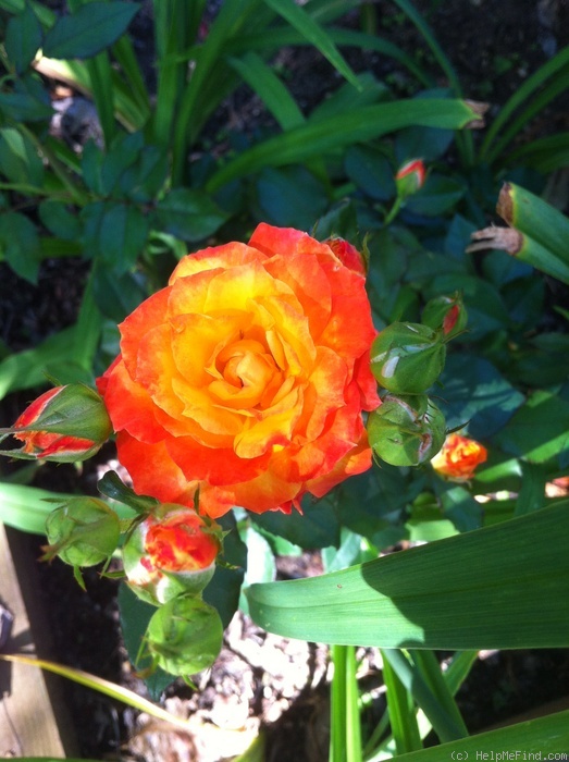 'Charisma (floribunda, Jelly 1968)' rose photo