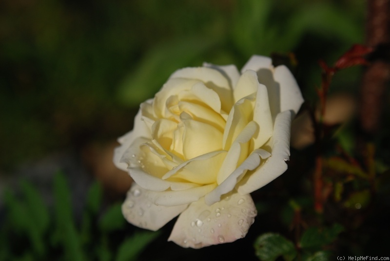 'White Gold (floribunda, Cocker, 1998)' rose photo