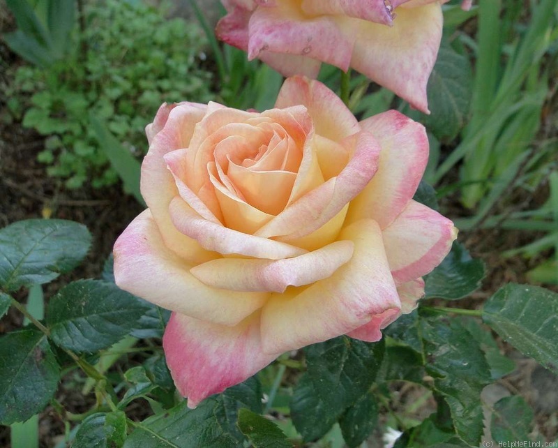 'Hisami' rose photo
