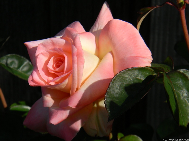 'Diana, Princess of Wales ™' rose photo